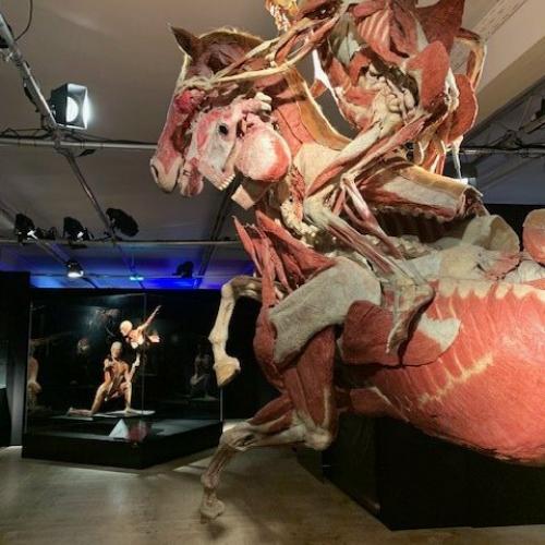 Die 4. Klassen bei der Ausstellung "Körperwelten"