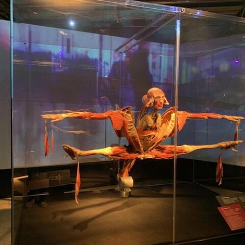 Die 4. Klassen bei der Ausstellung "Körperwelten"