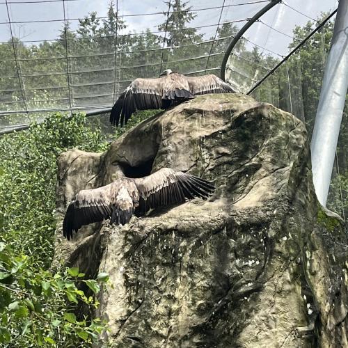Alpenzoo ab