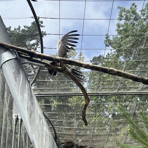 Alpenzoo ab
