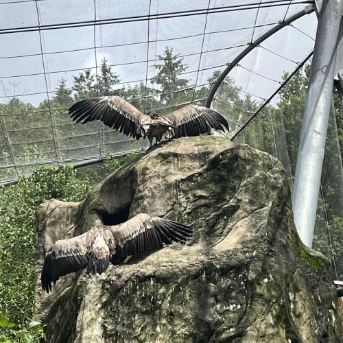 Alpenzoo ab
